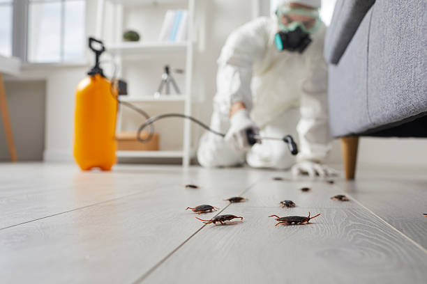 Commercial Rodent Management in Arden-Arcade
